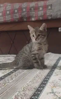 بچه گربه