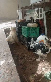 9عدد مرغ خروس 8 ماه جوان