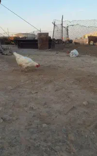 ۵۵تا مرغ جوان