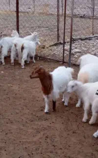 گوسفند