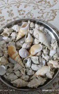 صدف دریایی