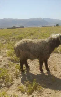 قوچ بختیاری. میش . بره  .پازن