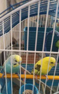 مرغ عشق