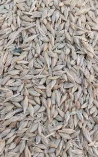 جو محلی اندیکا