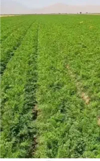 کارگر کشاورزی