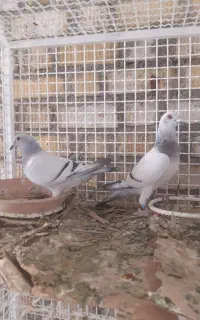 کبوتر شامی دلبر