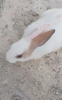 خرگوش