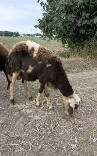 فروش نر بره تخمی پلنگی لخت