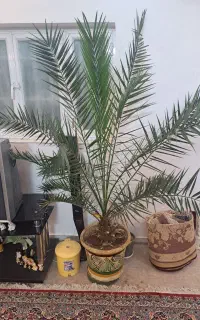 گل نخل بسیار بزرگ مناسب برای ادرات یا شرکت