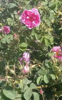 گل محمدی تازه خوش بو