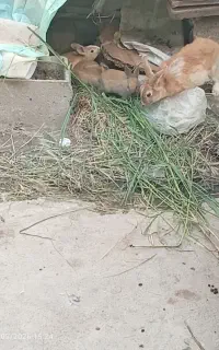 بچه خرگوش