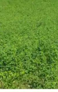 فروش یونجه از سر زمین تر و تازه