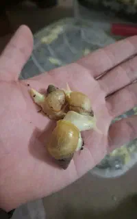 تعدادی جوجه حلزون اچاتینا. مخصوص کلاژن