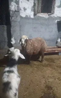 بره