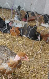 جوجه دو ماهه با قیمت توافقی