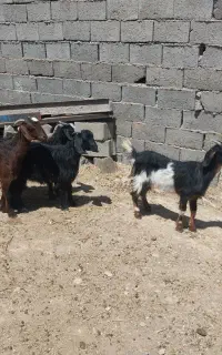 بزغاله ماده