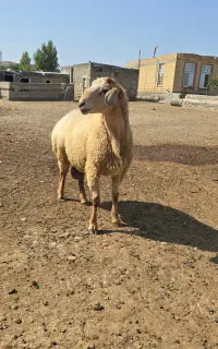 قوچ دامازدخ