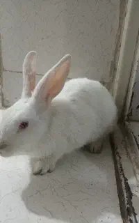 تعدادی خرگوش فروشی دونه ای ۲۵۰