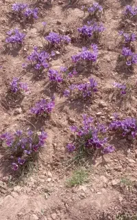 خرید پیاز زعفران