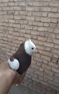 کفتر