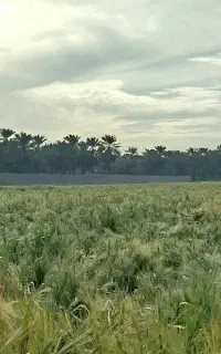جو بذر امریکایی