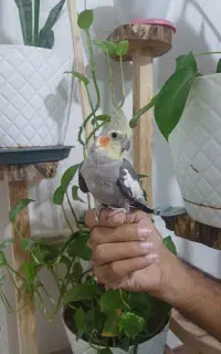 عروس هلندی رام سخنگو