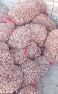 خرید و فروش پیاز زعفران