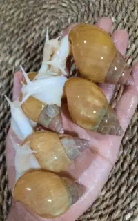 حلزون آچاتینا