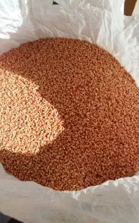 گندم بذری رقم جام