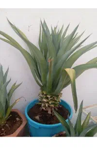 گل زیبا5ساله