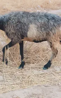 شیشک میش