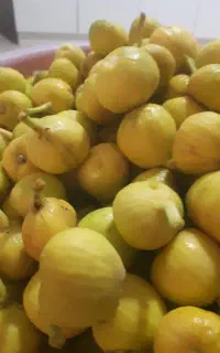 فروش انجیر چیده شده صبح امروز