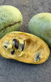 انبه سردسیری یا پاوپاو