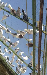 کبوتر پرشی ساعت سنگین