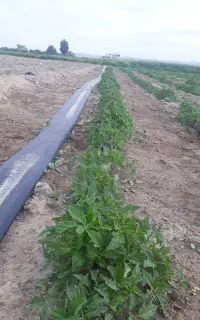 شتیل گوجه فرنگی سوپر چف