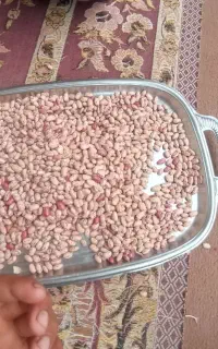 لوبیا چیتی درجه یک به شرت