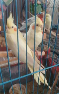 عروس هلندی