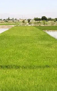 تیمدون چلیتیک چمپا عنبر بو  اندازه 1500 متر زمین