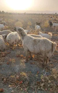 دو گوچ برای فروش