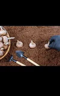 پیاز گل زعفران با گل دهی عالی