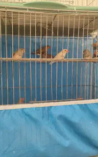 فنج