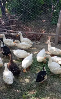 اردک پکنی ۴ ماهه