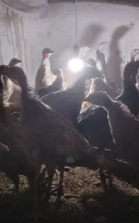 جوجه بوقلمون ۲ ماهه