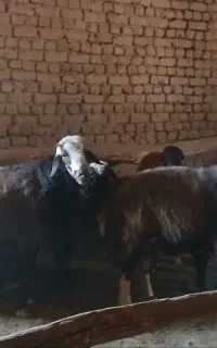 گوسفند