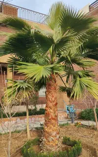 مهندس کشاورزی کارشناس باغ و فضای سبز