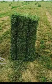 علف پرس 90سانت و.علف  دستی روستای دلیک داش