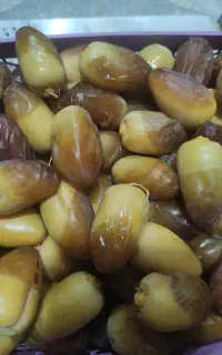 رطب کبکاب