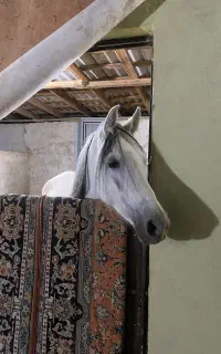 پانسیون اسب