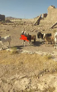 گوسفند