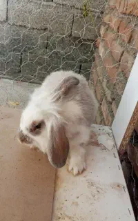 سه عدد خرگوش زرنگ باهوش و سرهال